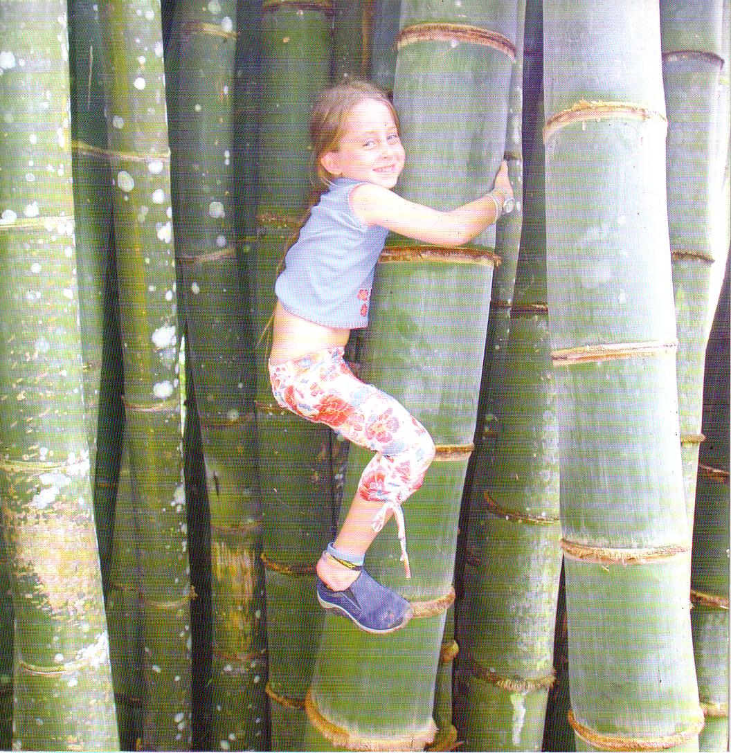 Gigantis Bamboo plantation 